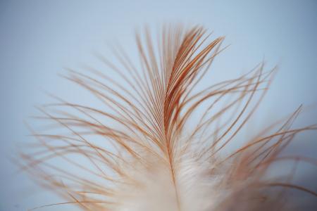 羽毛, 叶子, 鸟, 钢绞线, 棕色, 白色, 顺利