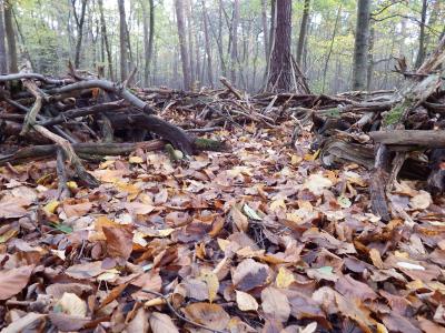 森林的地面, 叶子, 灌木丛, 11 月, 心情, 秋天