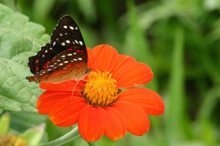 蝴蝶, 和, fror, 花, 橙色, 昆虫, 自然