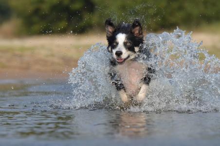 跳转, 水, 英国牧羊犬, 夏季, 狗, 宠物, 犬