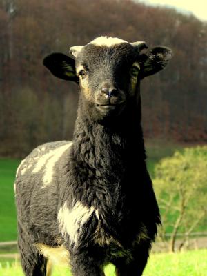 羊, 黑色, 支柱, 黑羊, 可爱, 羊毛, 羔羊