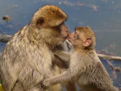 柏柏尔的猴子, 巴巴利猿, 吻, 母亲和儿童, 年轻, 亲情, 爱