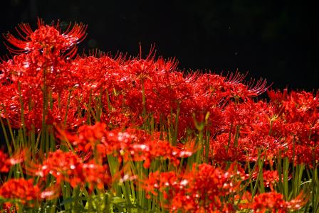 孤挺花, 红色, 蜘蛛百合, 于秋花, 自然, 植物, 花