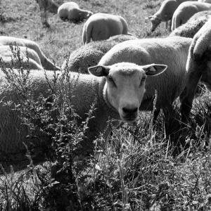 羊, 吃草, 吃, 户外, 自然, 牲畜, 群羊