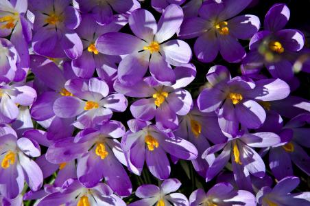 番红花, 紫色, 春天, 开花, 绽放, 春天的花朵, 花