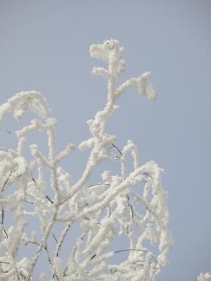 自然, 糖霜, 冬天, 弗罗斯特, 美, 白色天空, 天空