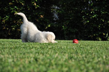 狗, 游戏, 金毛猎犬, 花园, 红色球