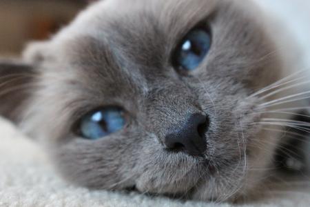 猫, 蓝色的眼睛, 猫, 特写, 肖像, 猫科动物, 动物