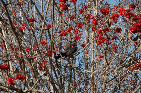 鸟, 黑鹂, 树, rowanberries, 鸣禽, 自然, 红色