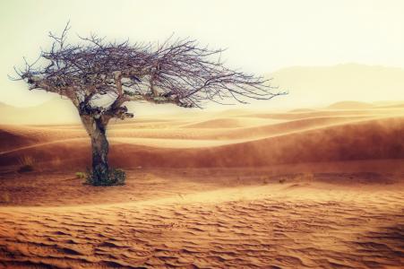 沙漠, 干旱, 景观, 沙子, 树, 自然, 沙丘
