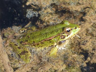 青蛙, 河, 藻类, batrachian, 绿色的小青蛙, 一种动物, 在野外的动物