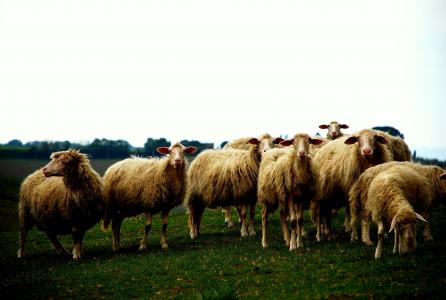 羊, 草甸, 羊群, 字段, 农村, 牧场, 动物