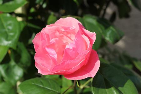 粉红玫瑰比, 花, 花香, 浪漫