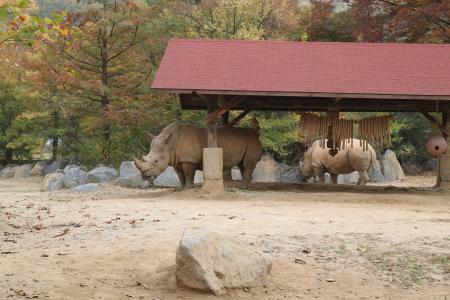 白色犀牛, 乐园动物园