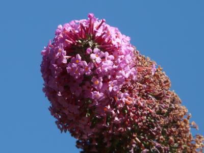 夏季紫丁香, 蓝花, 布什, 花序, 花, 粉色, 蝴蝶布什