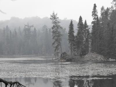 湖, 雾, 枞树, 风景名胜, 树木, 反思, 加拿大