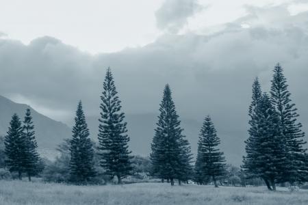 松树, 雾, 灰色, 灰色, 蓝色, 多云, 自然