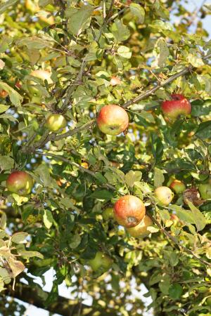 树上苹果, 苹果, 叶子, 水果, 健康, 弗里施, 秋天