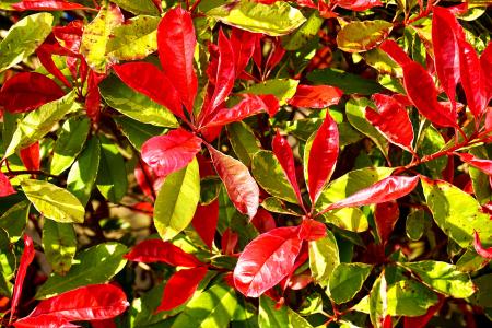 红色, 新鲜, 颜色, 绿色, 自然, 叶子, 赛季