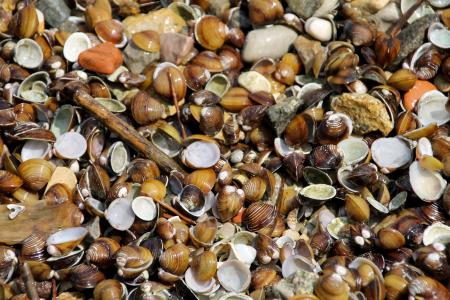 贻贝, 海, 意大利, 海滩, 海洋动物, 漂浮物, 贻贝的贝壳