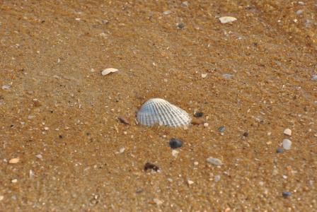 海, 壳, 贝壳, 贝壳, 模式, 背景, 自然