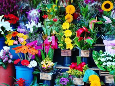 花, 鲜花店, 花园, 花, 植物, 自然, 多色