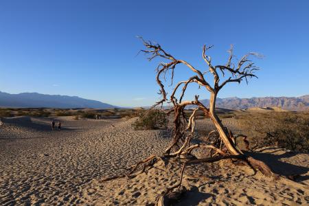 死亡谷, 国家公园, 甜点, 树, 加利福尼亚州, 沙漠, 干旱气候