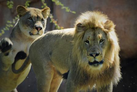 母狮, 狮子, 野生动物园, 圣地亚哥, 狮子-猫科动物, 野生动物, 食肉动物