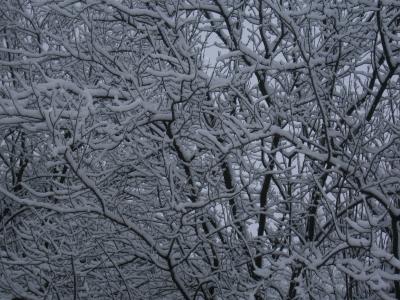 木材, 分支机构, 雪, 白雪皑皑, 白色, 冬天, 树木
