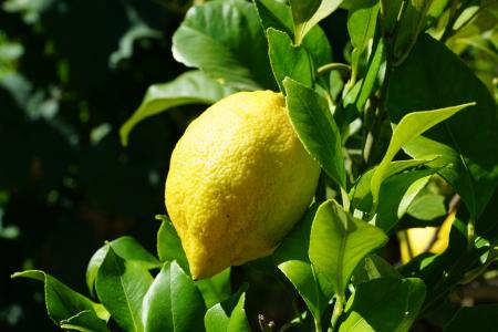 柠檬, 柑橘, 树, 柑橘类水果, 地中海