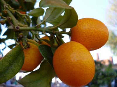 橘树, 水果, 植物, 水果, 柑橘类水果, 食品, 树