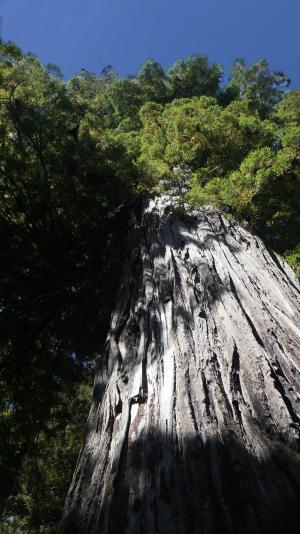 红木, 加利福尼亚州, 红杉树