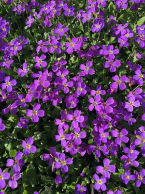 紫色, 花, 紫罗兰色, 春天, 自然, 紫色的花, 花园