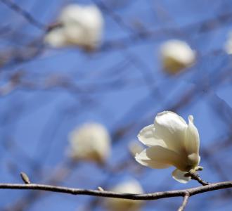 木兰, 白玉兰, 白色的花, 花树, 开花, 白色, 花