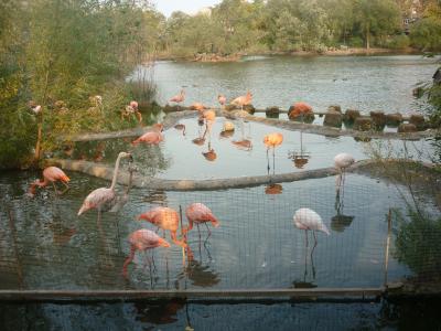 火烈鸟, 动物园, 池塘, 粉红色的火烈鸟, 自然, 动物, 鸟