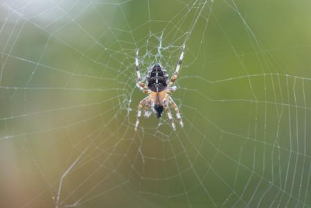 十字架蜘蛛, 纤维, 宏观, 自然