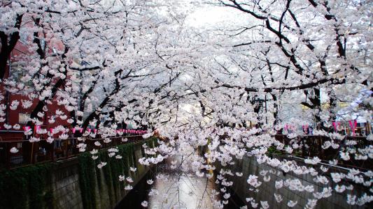 樱桃, 东京, 城市景观, 景观