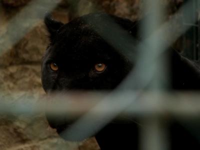 大猫, 黑豹, 寻找, 眼睛, 动物园, 笼子里, 关在笼子里