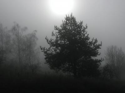树, 树木, 雾, 有雾, 冬天, 寒冷, 冬日的阳光