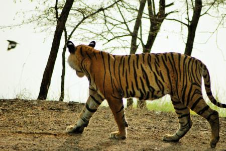 老虎, 野生动物, 印度, 自然, 野生, 猫科动物, 条纹