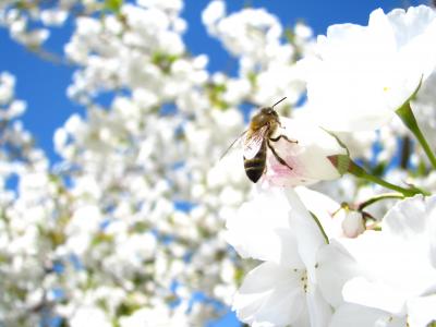 樱花, 天空, 白色, 花, 蜜蜂, 春天, 自然