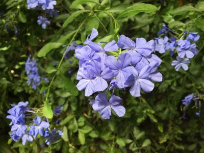 蓝色, 小花, 下午