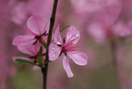 花, 粉色, 在上午, 雨, 宏观, 雨滴, 脆弱