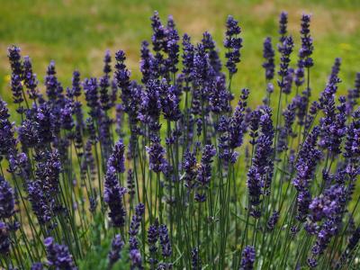 熏衣草, 花, 花, 紫色, 紫罗兰色, 植物, 盛开的薰衣草