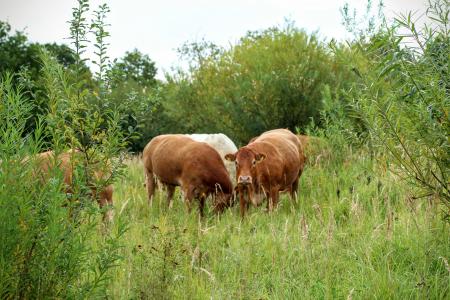 牛, 母牛, 牧场, 牛肉, 牲畜, 自然, 吃草