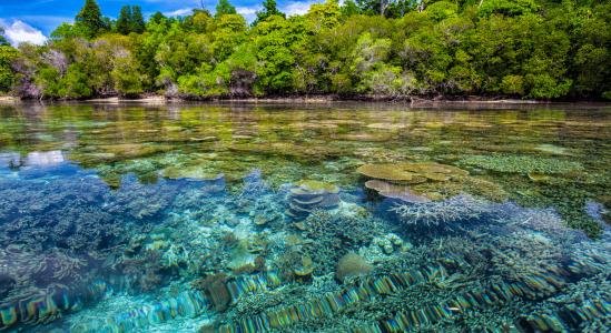 海岸, 珊瑚礁, 透明度, 热带, widi 群岛, 哈马黑拉岛, 印度尼西亚