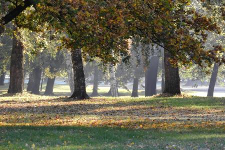 树在秋天, 秋天的公园, 在公园里的秋天, 秋天, 捷克狄祖维斯, stromovka, 落叶