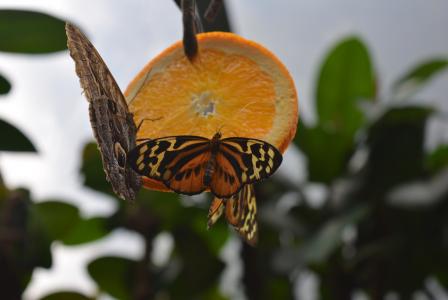 蝴蝶, 橙色, 昆虫, 动物, 自然, 蝴蝶-昆虫, 叶