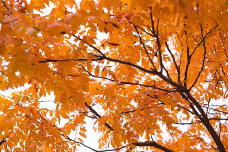 自然, 景观, 橙色, 叶子, 树木, 秋天, 秋天