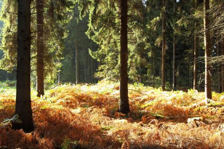 森林, 秋天的树林, 蕨类植物, 秋天, 树木, 景观, 回光